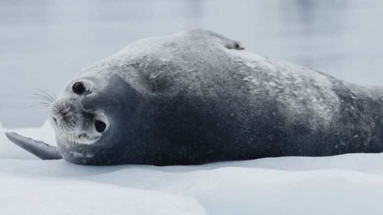 Wildlife zeehond antarctica cruise